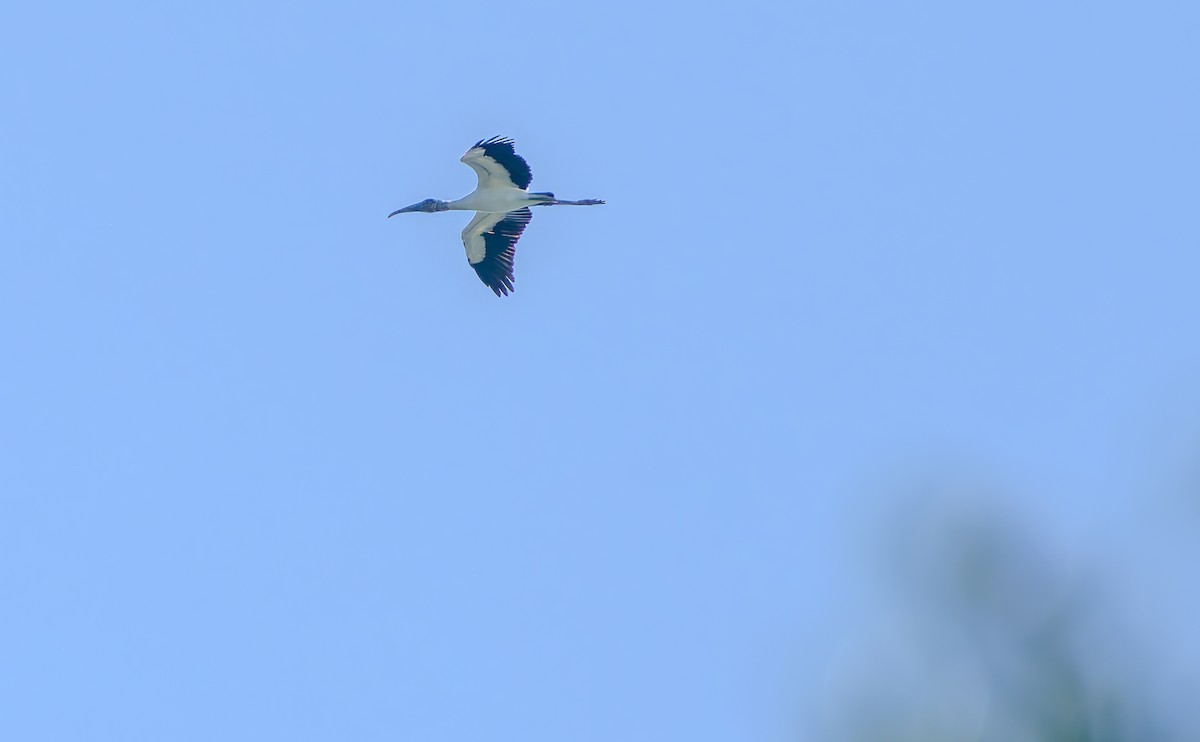 Wood Stork - ML623447046