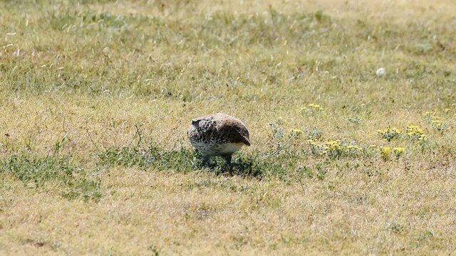 Sharp-tailed Grouse - ML623447049