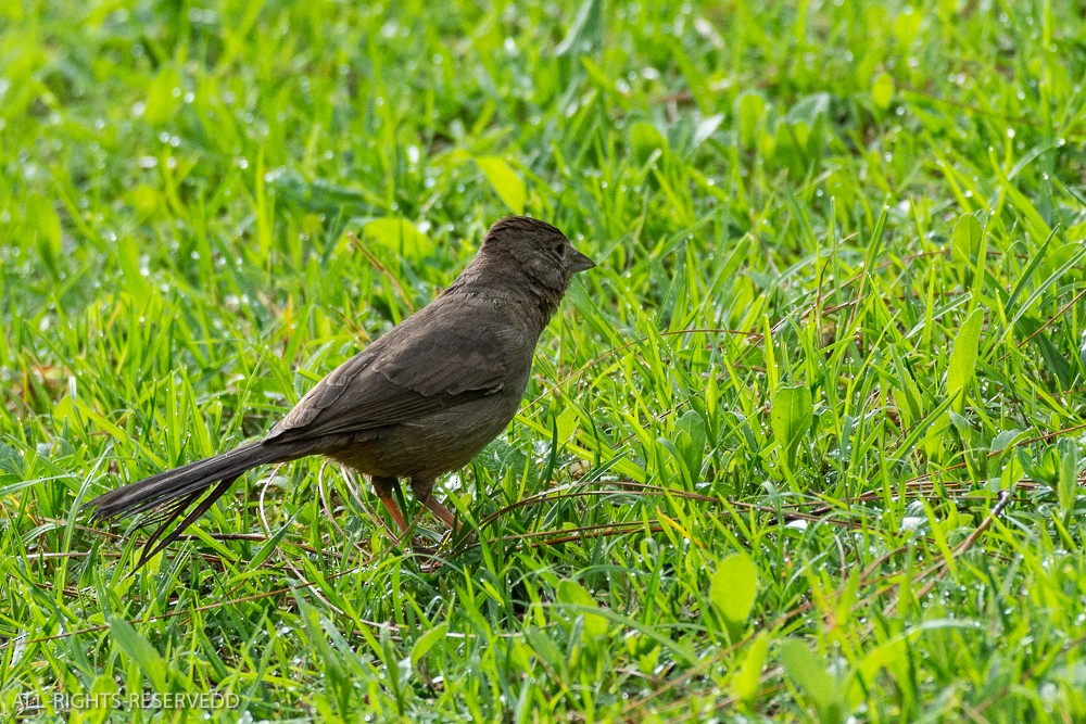 Canyon Towhee - ML623447054