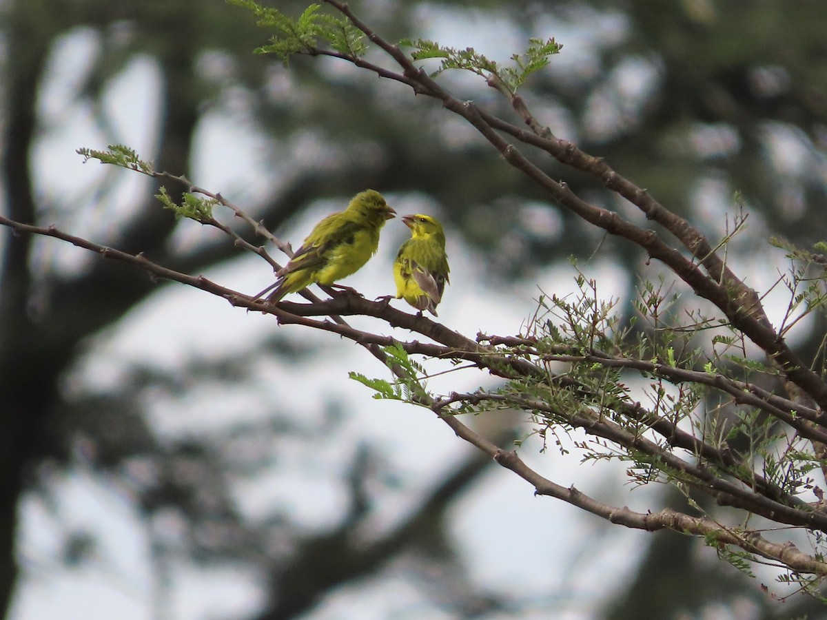 Brimstone Canary - ML623447056