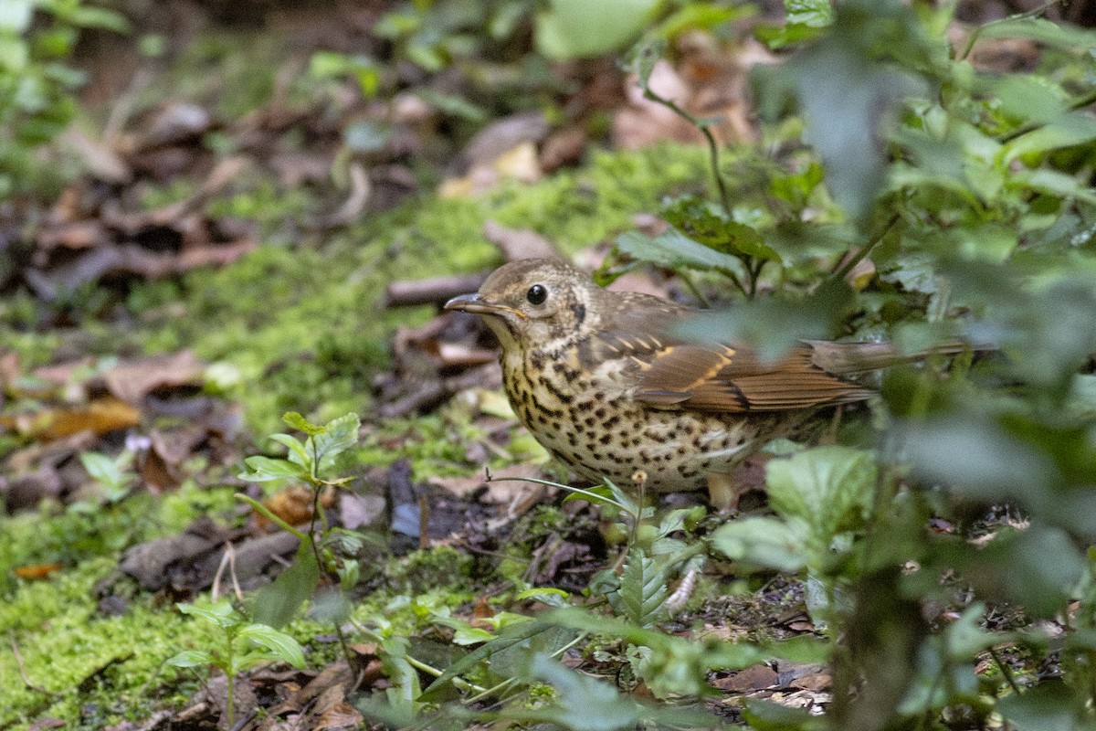 Song Thrush - ML623447057