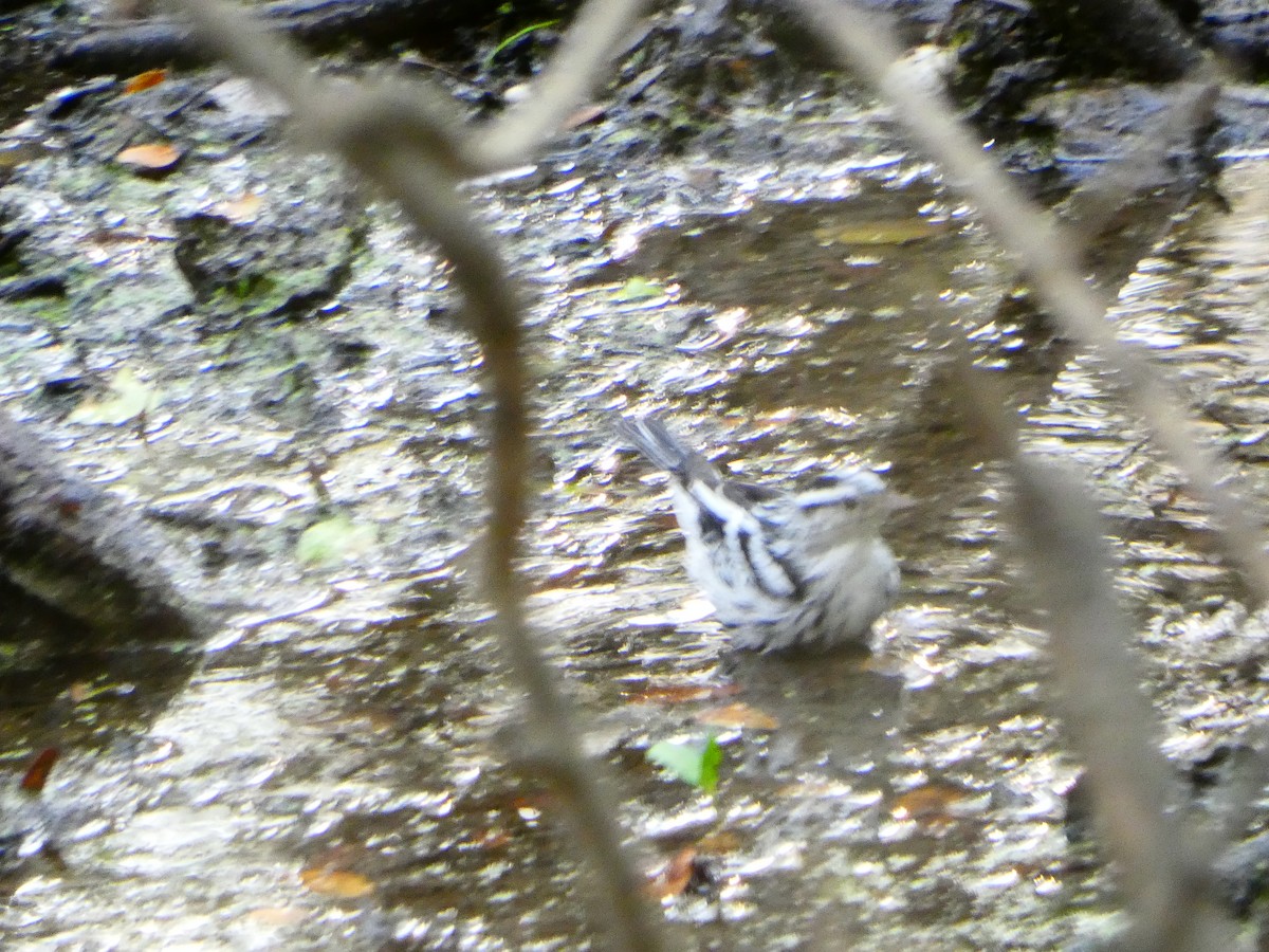 Black-and-white Warbler - ML623447061