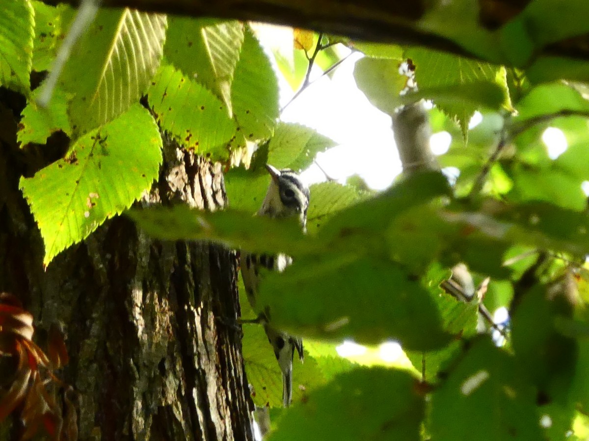 Black-and-white Warbler - ML623447065