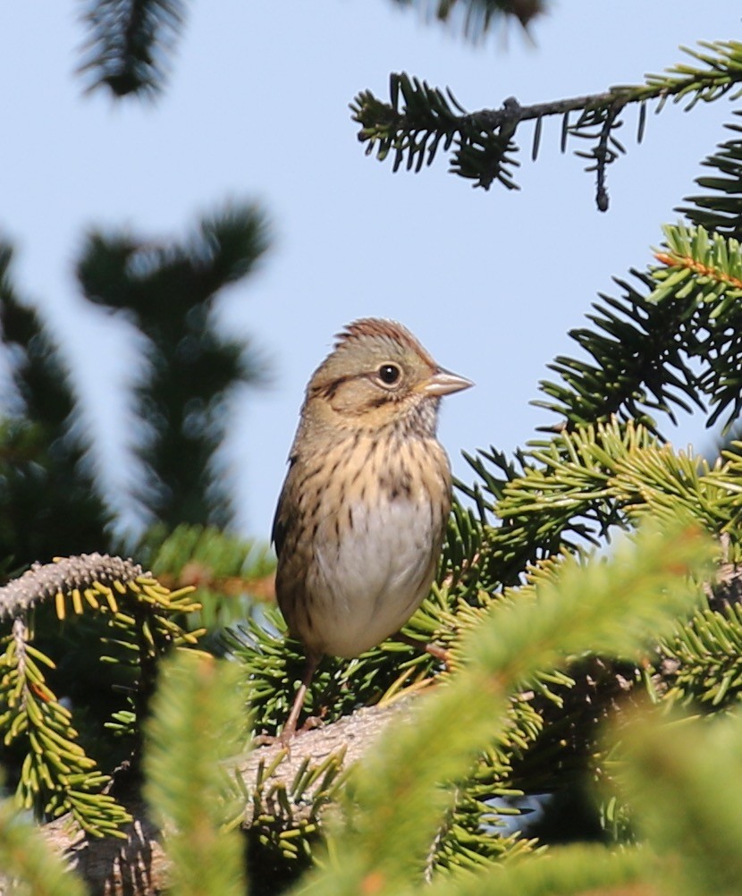 Lincoln's Sparrow - ML623447097