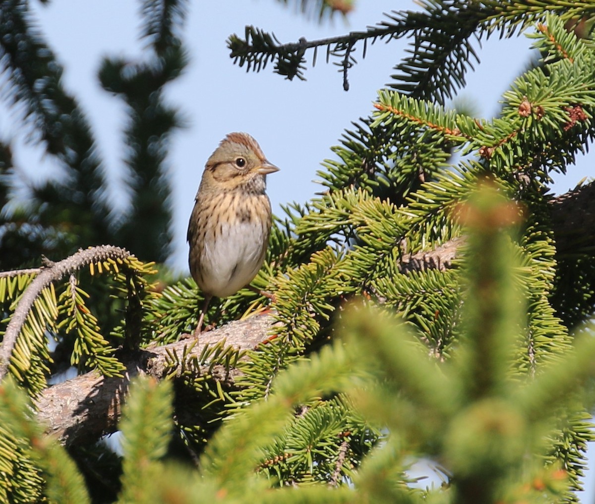 Lincoln's Sparrow - ML623447098