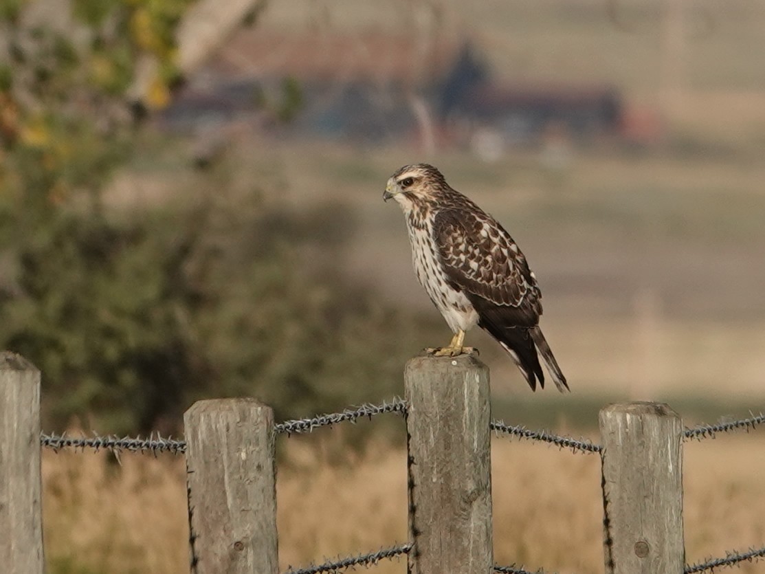 Broad-winged Hawk - ML623447112