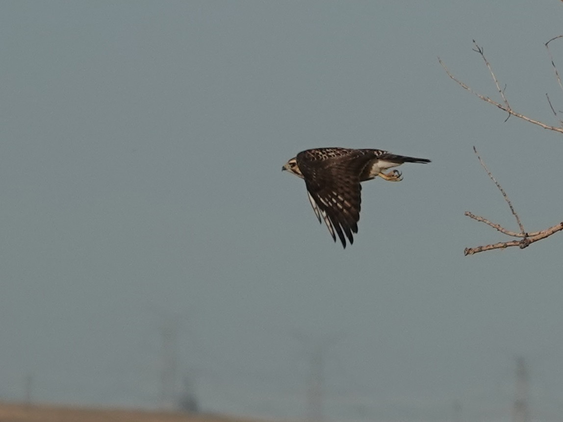 Broad-winged Hawk - ML623447113