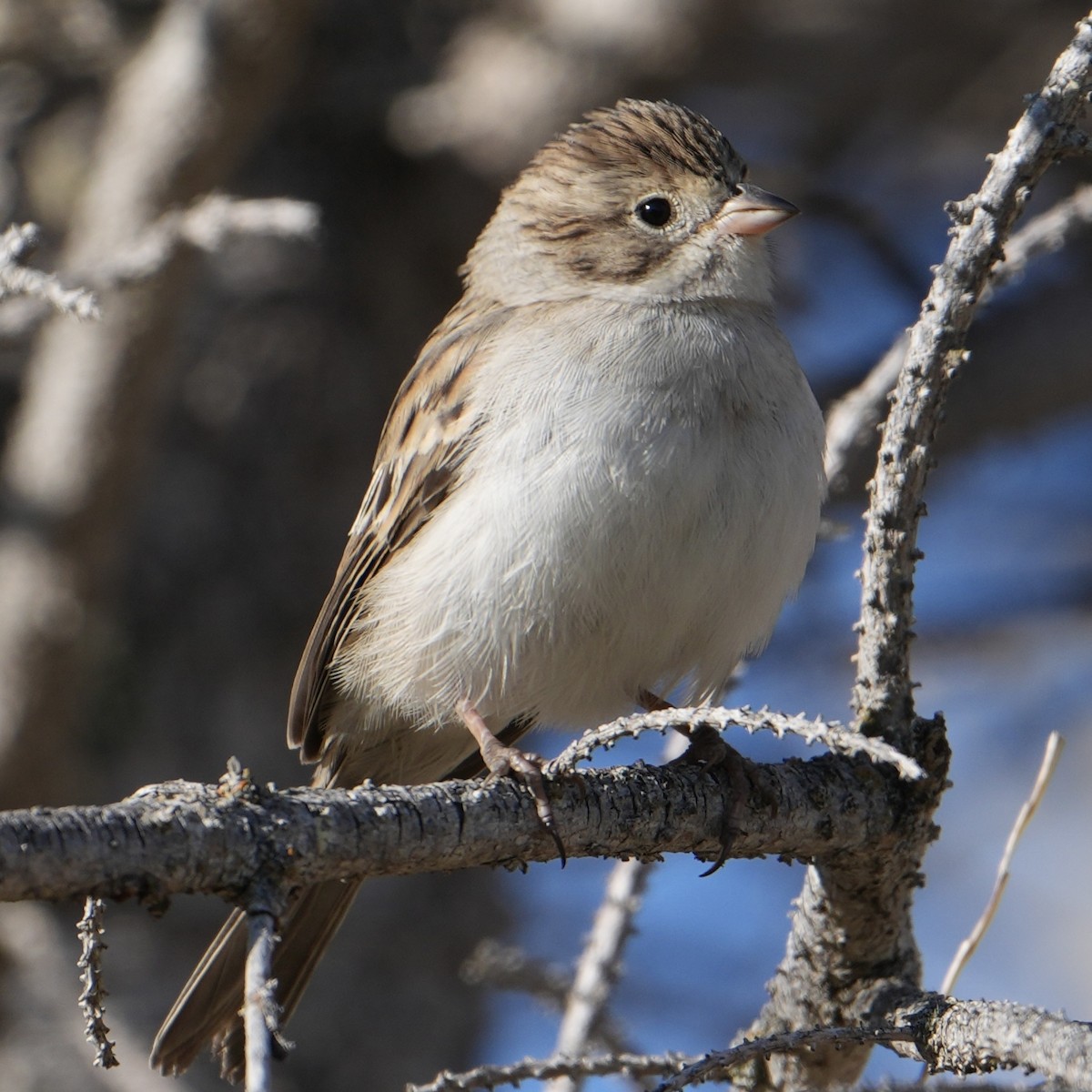 Brewer's Sparrow - ML623447157