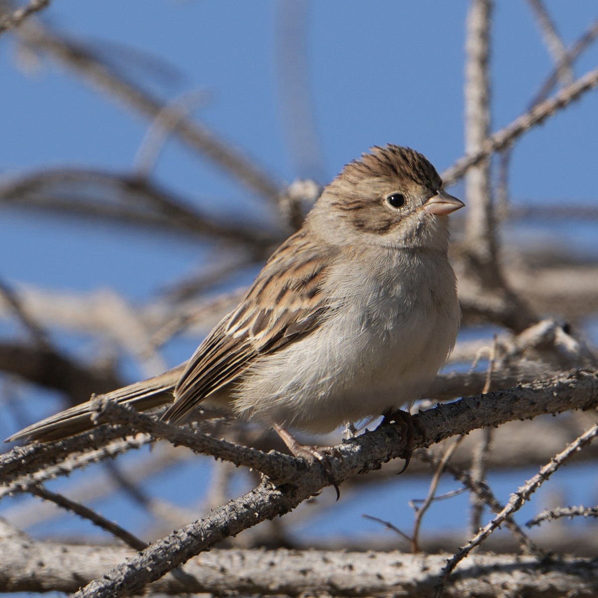 Brewer's Sparrow - ML623447158