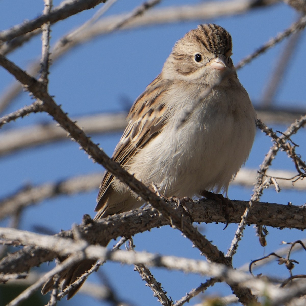 Brewer's Sparrow - ML623447159