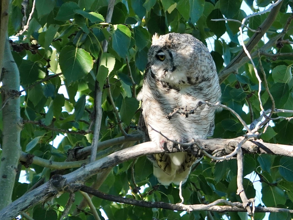 Great Horned Owl - ML623447168