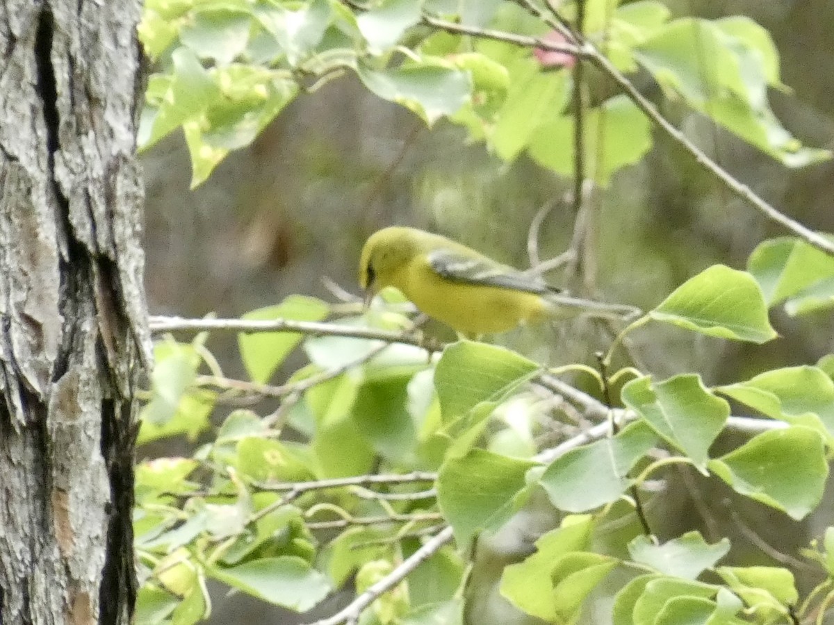 Blue-winged Warbler - ML623447177