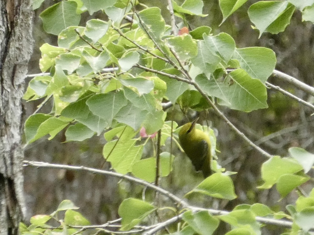 Blue-winged Warbler - Christine Zamora