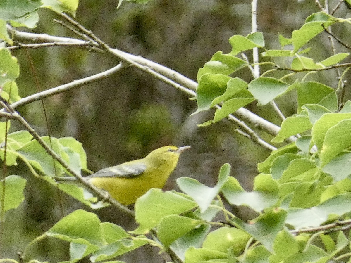 Blue-winged Warbler - ML623447181