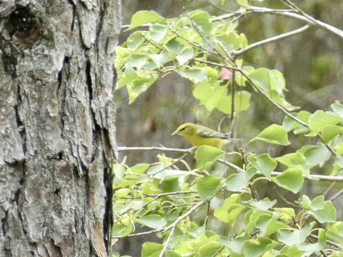 Blue-winged Warbler - ML623447183