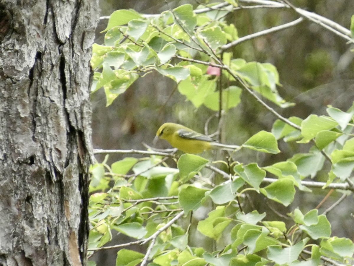 Blue-winged Warbler - ML623447184