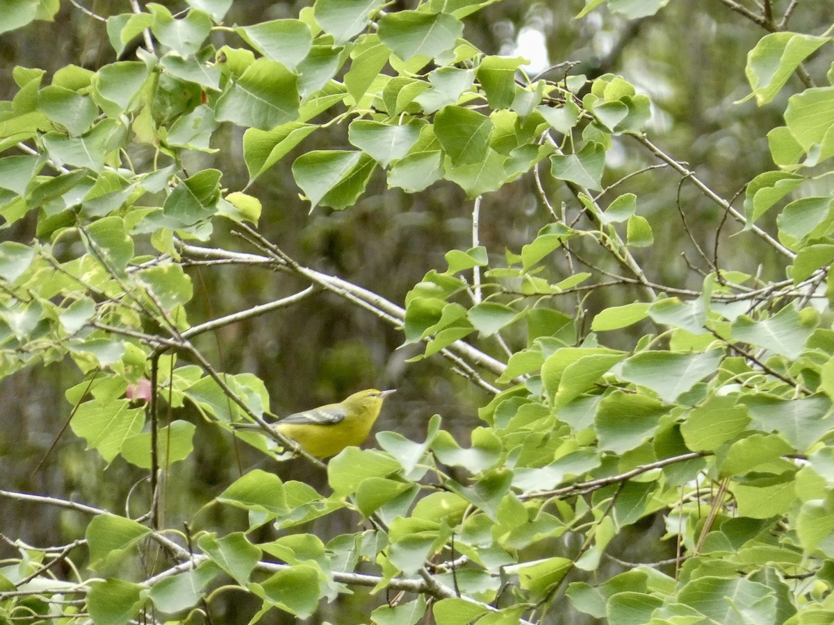 Blue-winged Warbler - ML623447185