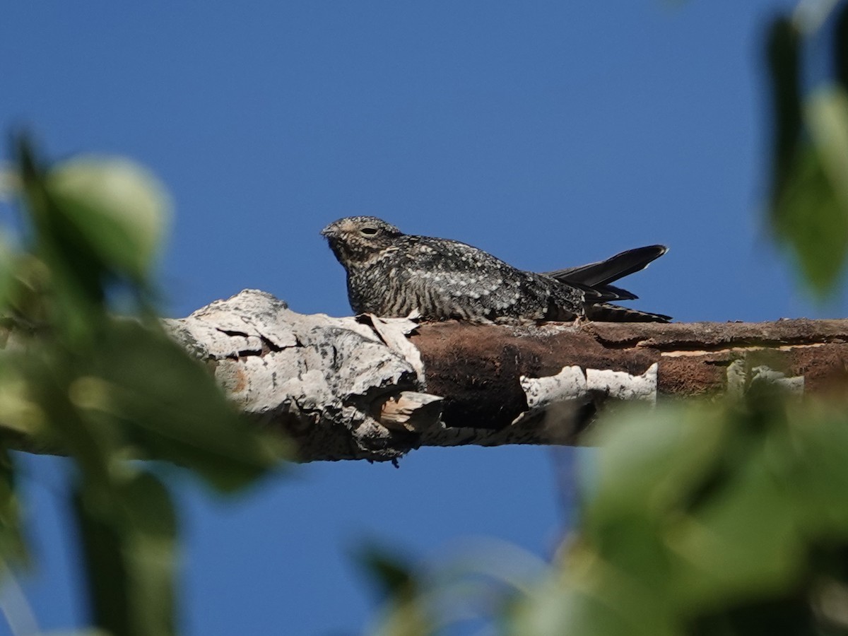 Common Nighthawk - ML623447188