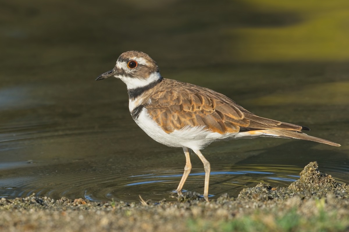 Killdeer - ML623447194