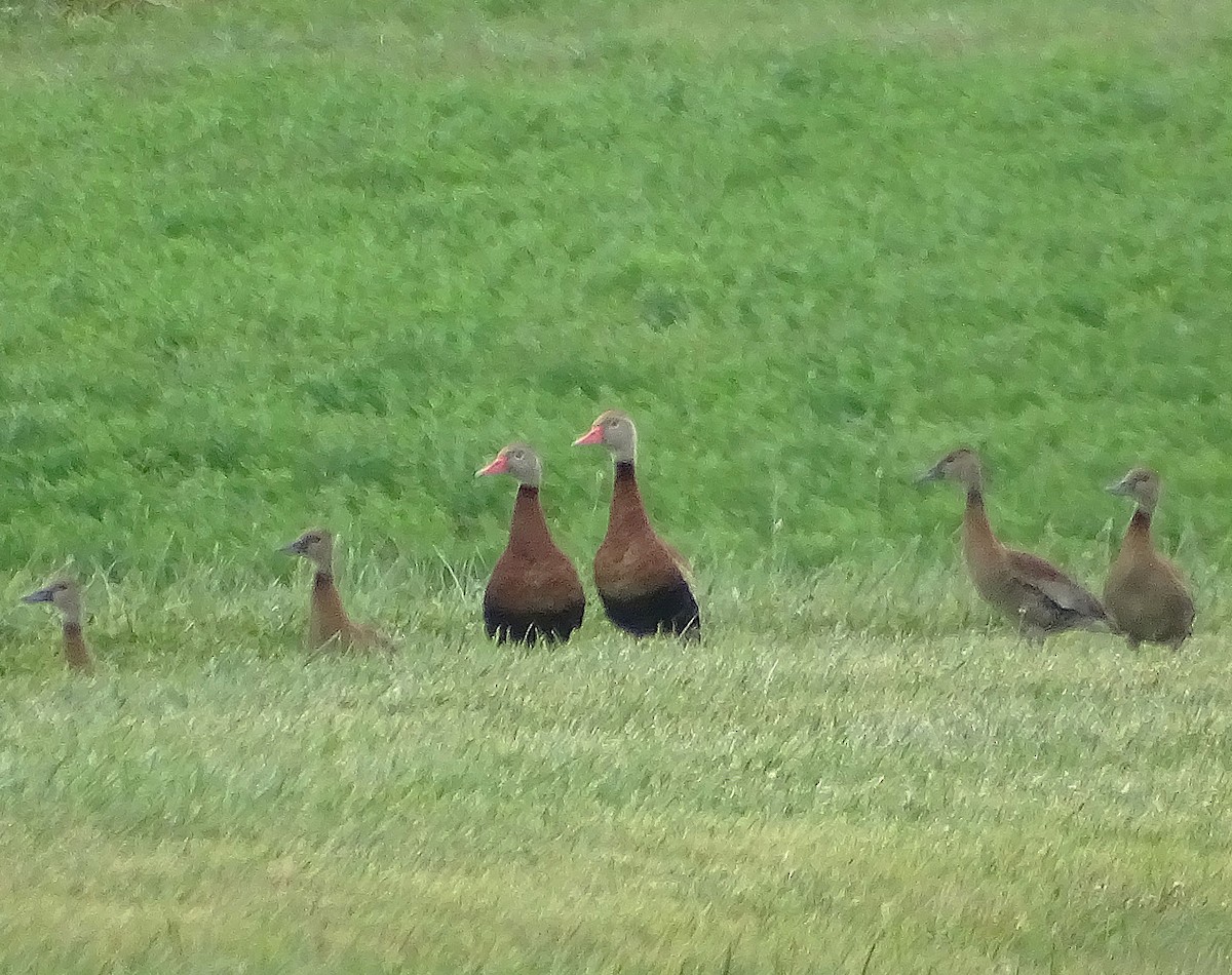 Black-bellied Whistling-Duck - Su Snyder