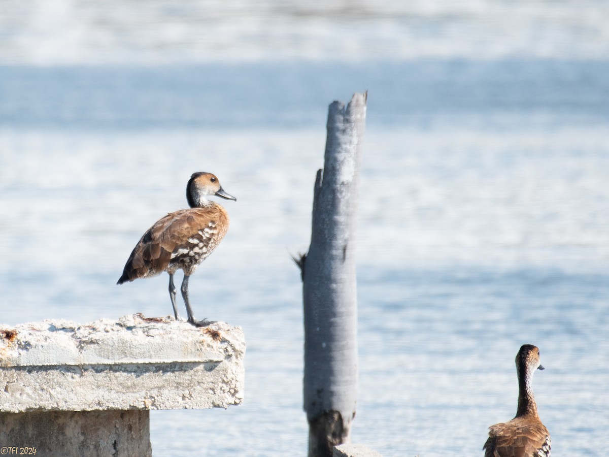 Dendrocygne des Antilles - ML623447213