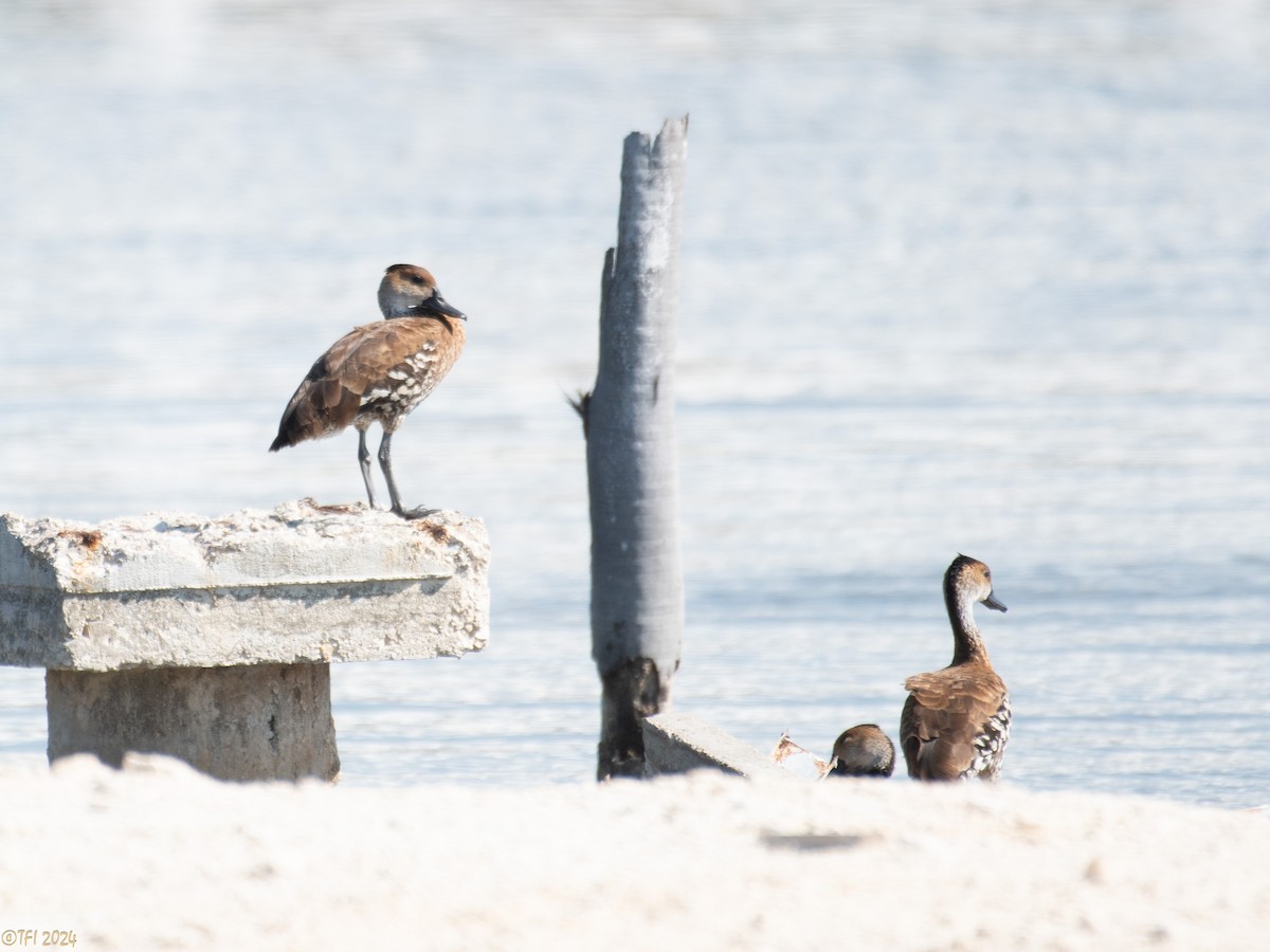 Dendrocygne des Antilles - ML623447217