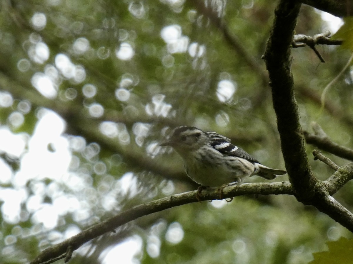 Black-and-white Warbler - ML623447250