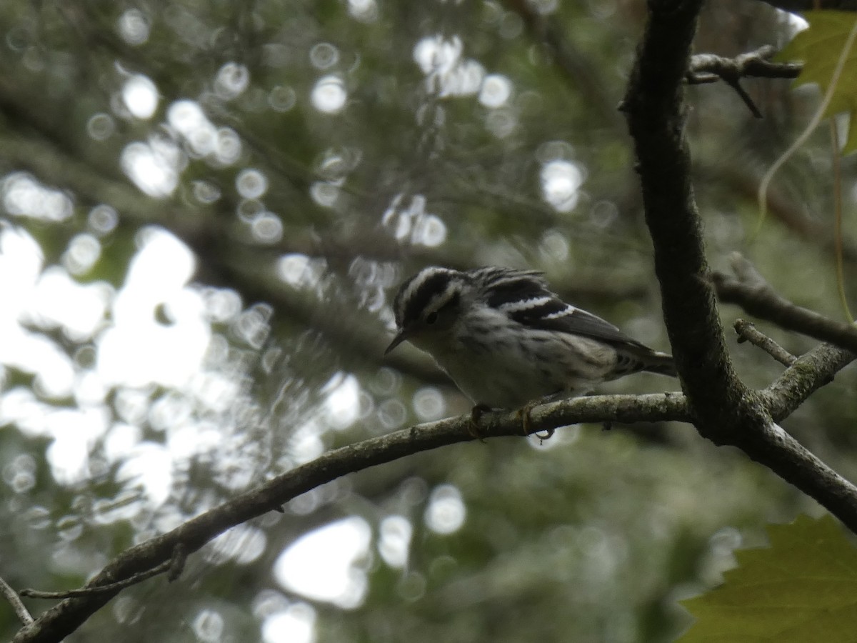 Black-and-white Warbler - ML623447251