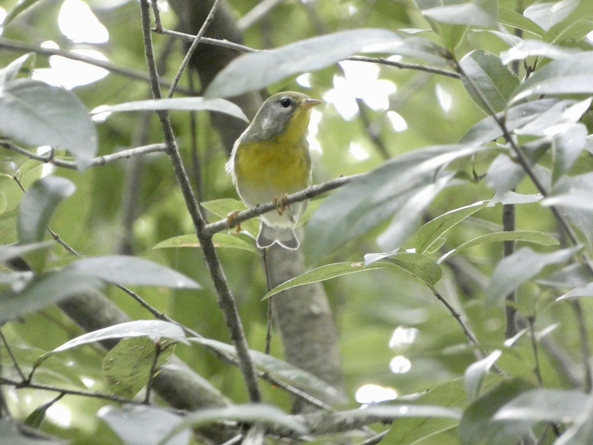 Northern Parula - ML623447259