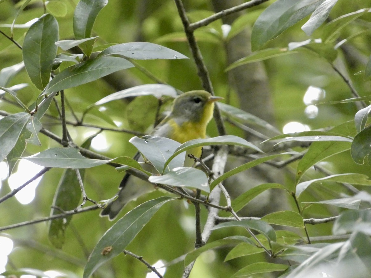 Northern Parula - ML623447260