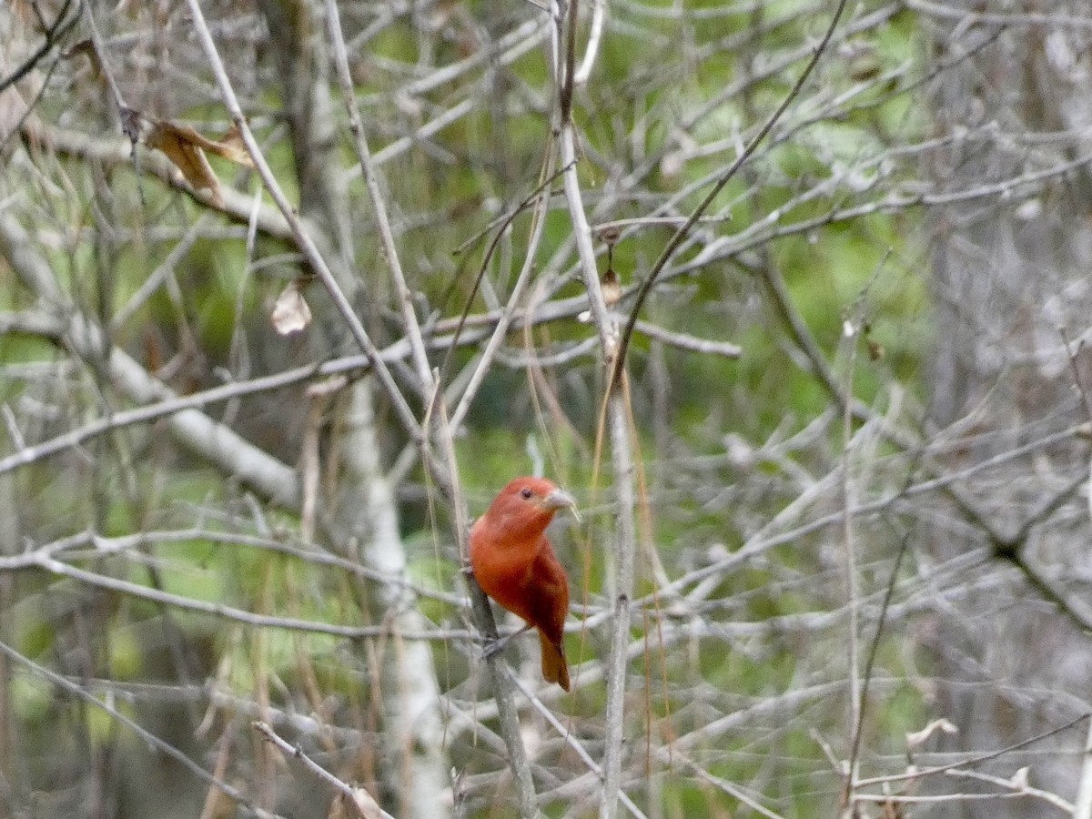 Summer Tanager - ML623447266