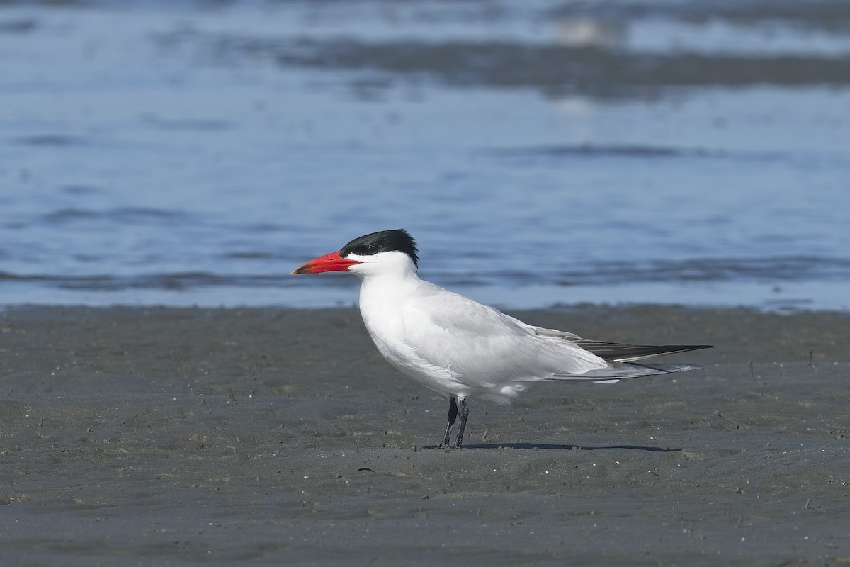 Caspian Tern - ML623447280