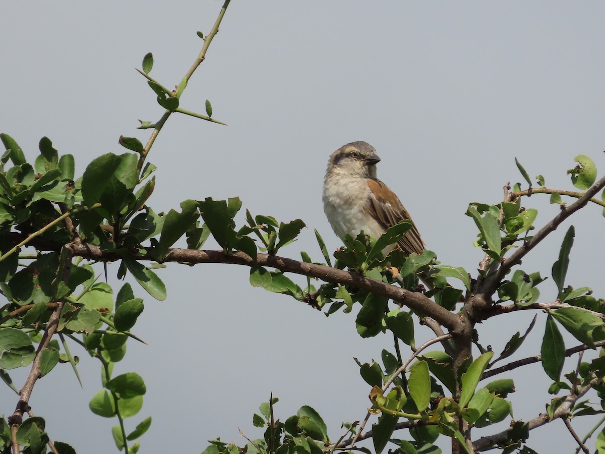 Kenya Rufous Sparrow - ML623447281