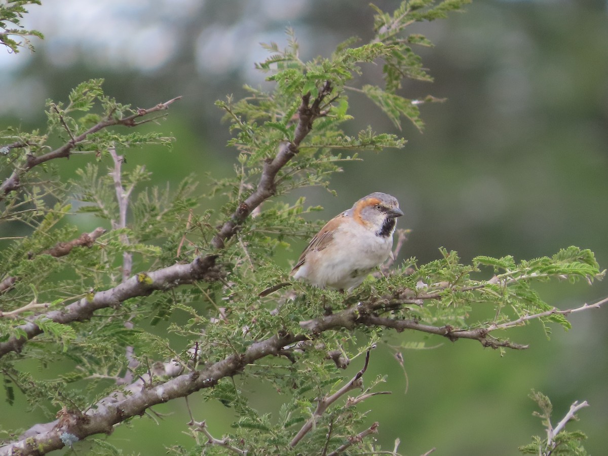 Kenya Rufous Sparrow - Michelle Browning