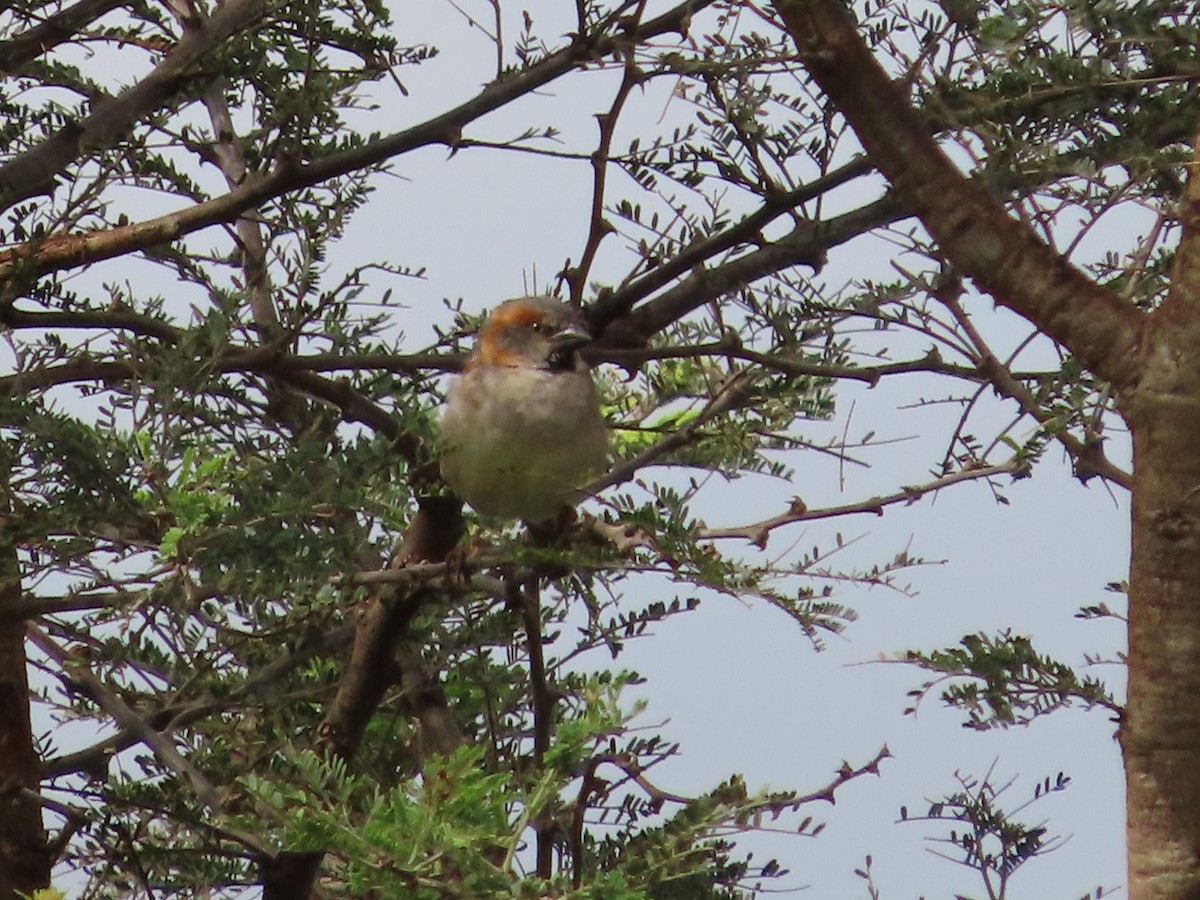 Kenya Rufous Sparrow - ML623447287