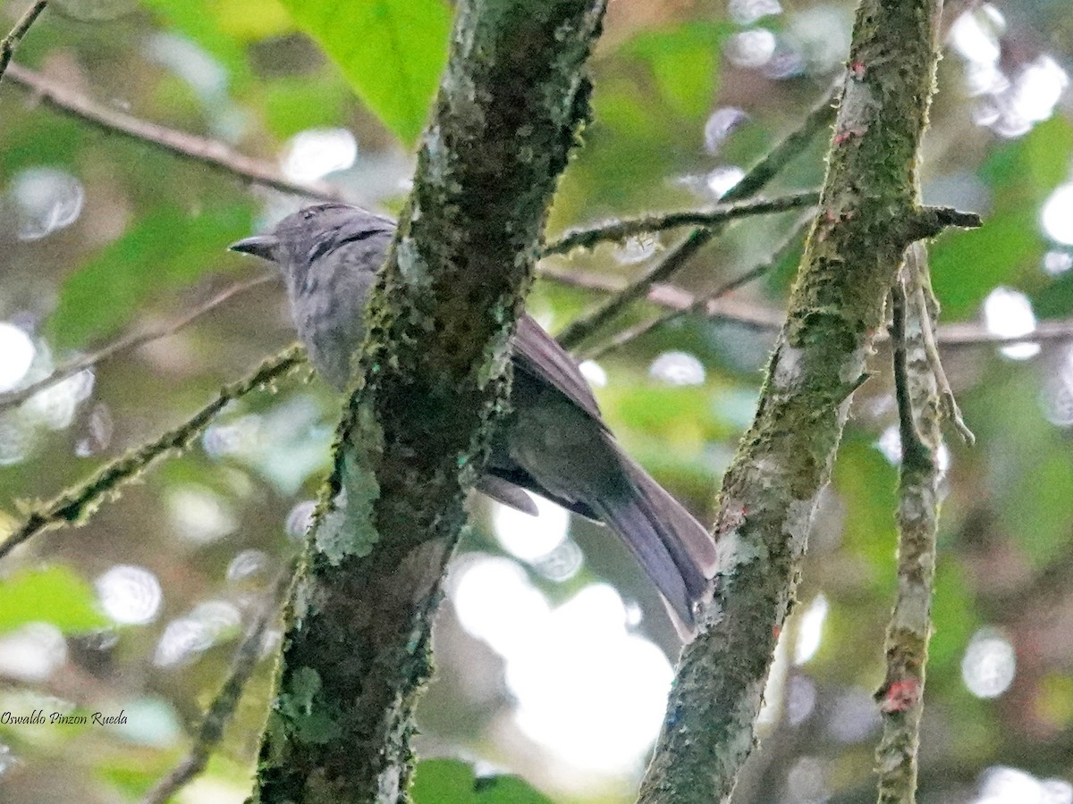 Grayish Mourner - ML623447365