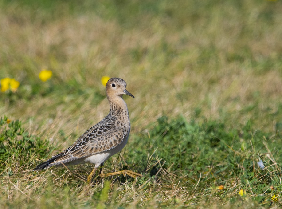 Buff-breasted Sandpiper - ML623447440