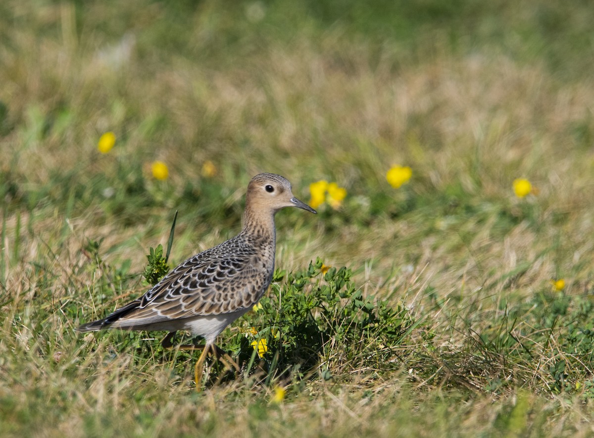 Buff-breasted Sandpiper - ML623447441