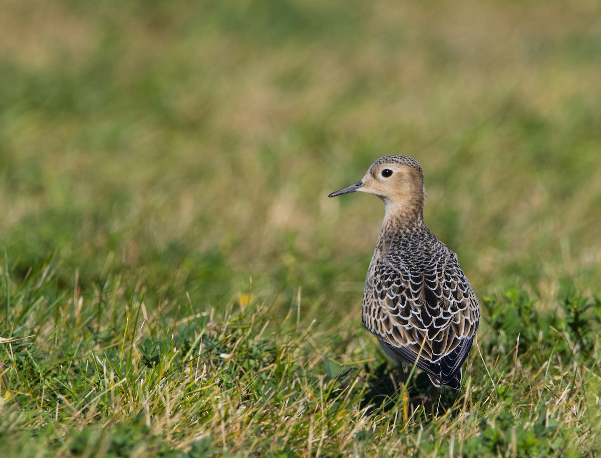 Buff-breasted Sandpiper - ML623447442