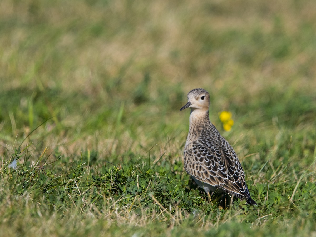 Buff-breasted Sandpiper - ML623447443