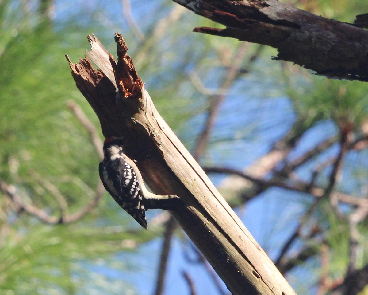 Downy Woodpecker - ML623447459