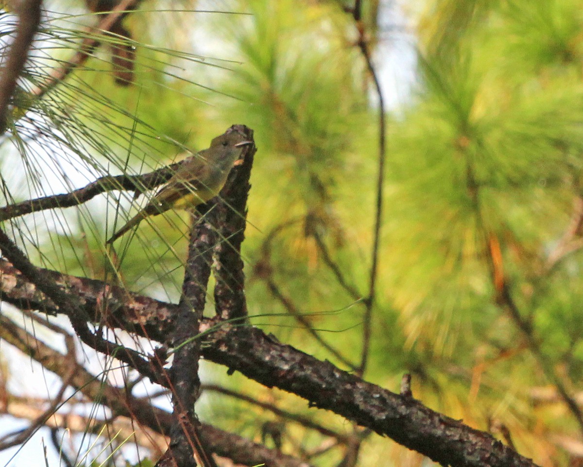 Great Crested Flycatcher - ML623447482