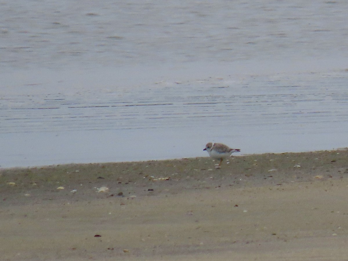 Piping Plover - ML623447575