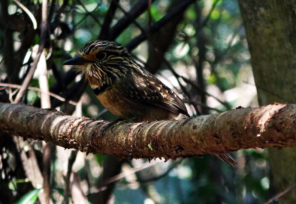 Crescent-chested Puffbird (Greater) - ML623447591