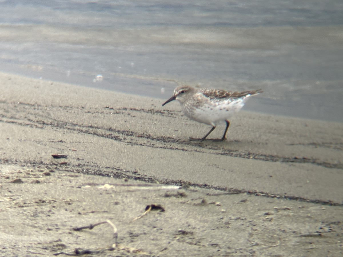 White-rumped Sandpiper - Michael Brockway