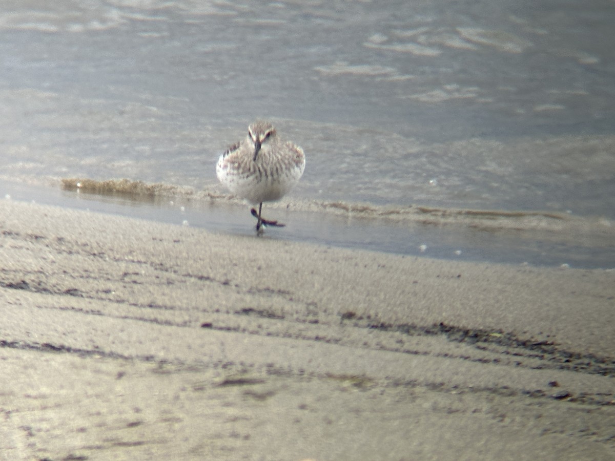 White-rumped Sandpiper - Michael Brockway