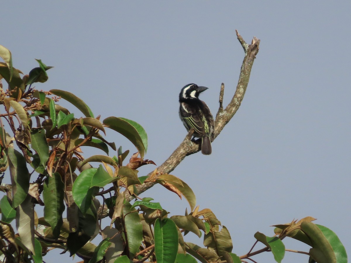 Spot-flanked Barbet - Michelle Browning