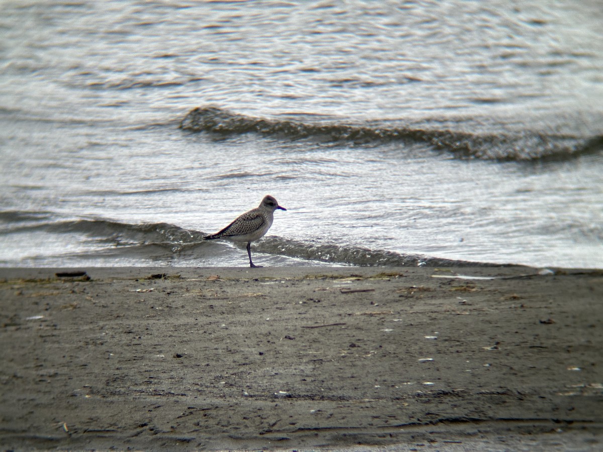 Black-bellied Plover - ML623447654