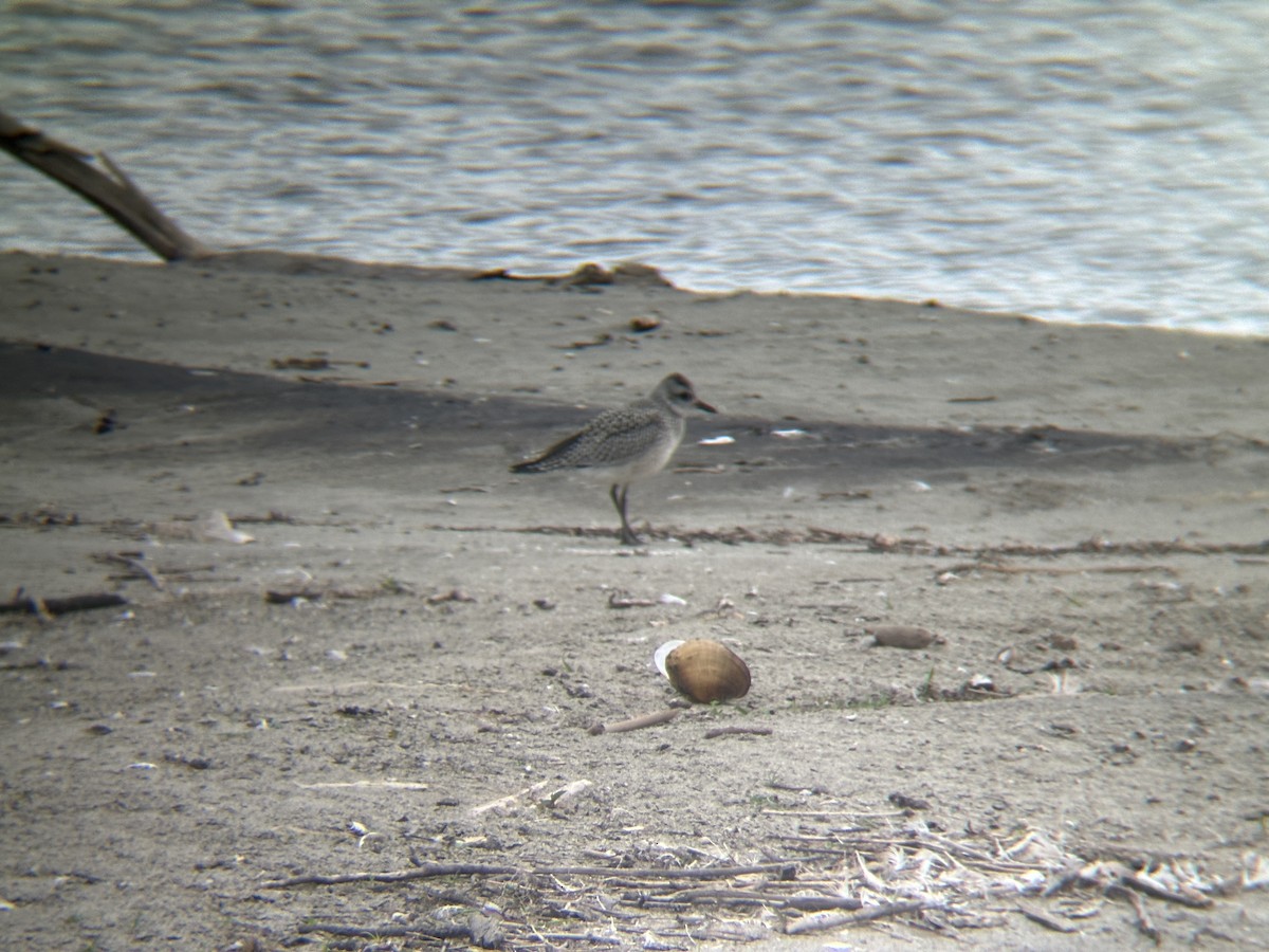 Black-bellied Plover - Michael Brockway