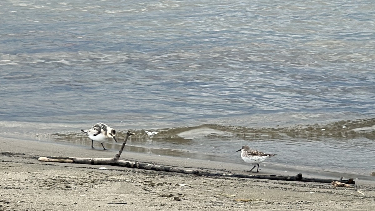 Sanderling - ML623447682